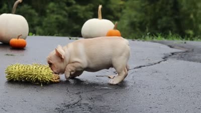 Shiloh, a female French Bulldog for sale in Millersburg, OH – 10 of 10