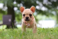 Lottie, a female French Bulldog for sale in Millersburg, OH – Photo 1 of 6