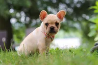 Lottie, a female French Bulldog for sale in Millersburg, OH – Photo 5 of 6