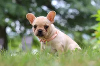Lottie, a female French Bulldog for sale in Millersburg, OH – Photo 6 of 6