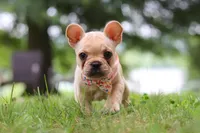 Lottie, a female French Bulldog for sale in Millersburg, OH – Photo 3 of 6