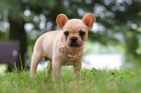 Lottie, a female French Bulldog for sale in Millersburg, OH – Photo 2 of 6