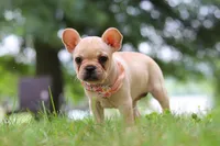 Lottie, a female French Bulldog for sale in Millersburg, OH – Photo 4 of 6