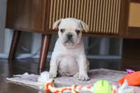 Birch, a male French Bulldog for sale in Millersburg, OH – Photo 6 of 6