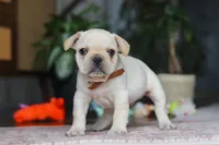 Birch, a male French Bulldog for sale in Millersburg, OH – Photo 2 of 6