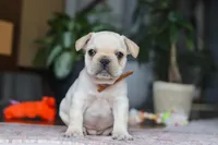 Birch, a male French Bulldog for sale in Millersburg, OH – Photo 1 of 6