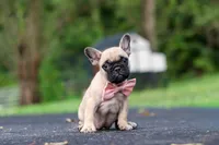 Callie, a female French Bulldog for sale in Millersburg, OH – 8 of 10