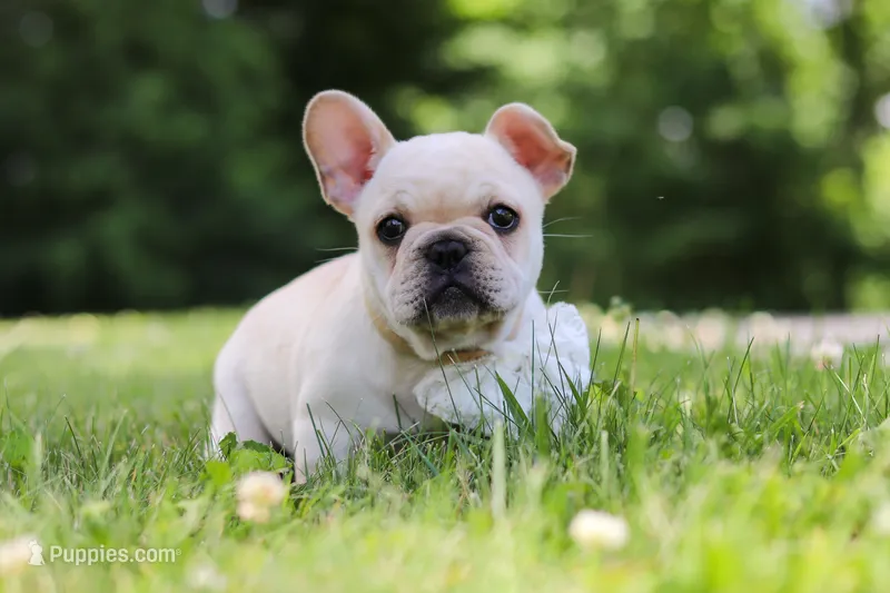 Allie – French Bulldog puppy for sale in Millersburg, OH
