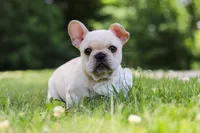 Allie, a female French Bulldog for sale in Millersburg, OH – 1 of 10