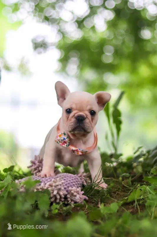 Sophie – French Bulldog puppy on hold in Millersburg, OH