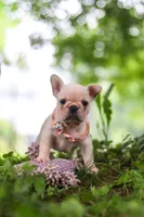 Sophie, a female French Bulldog for sale in Millersburg, OH – 1 of 10