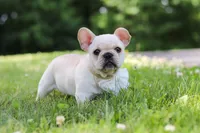 Allie, a female French Bulldog for sale in Millersburg, OH – 5 of 10