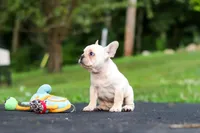 Koby, a male French Bulldog for sale in Millersburg, OH – 7 of 10