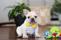 Toby, a male French Bulldog for sale in Millersburg, OH – Photo 5 of 5