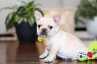 Toby, a male French Bulldog for sale in Millersburg, OH – Photo 4 of 5