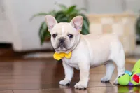 Toby, a male French Bulldog for sale in Millersburg, OH – Photo 3 of 5