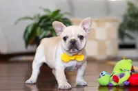 Toby, a male French Bulldog for sale in Millersburg, OH – Photo 2 of 5