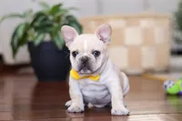 Toby, a male French Bulldog for sale in Millersburg, OH – Photo 1 of 5