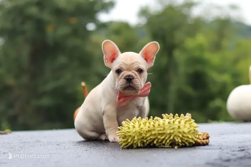 Shiloh – French Bulldog puppy for sale in Millersburg, OH