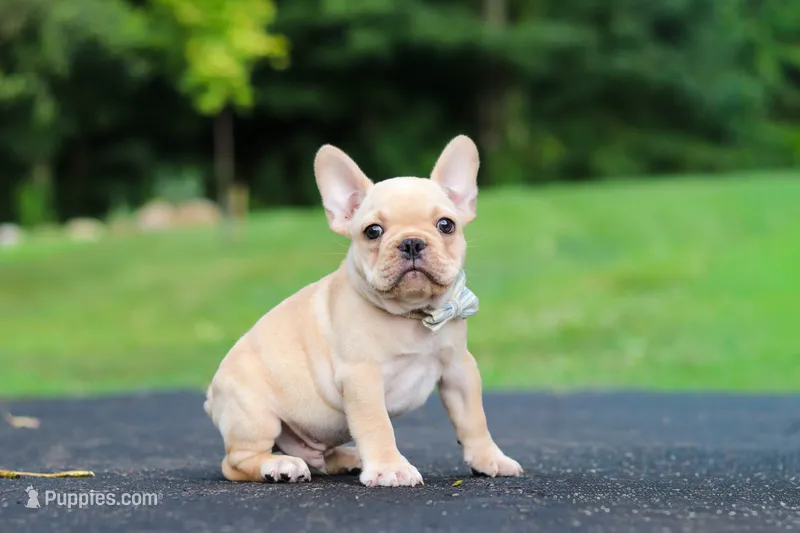 Cody – French Bulldog puppy for sale in Millersburg, OH