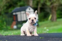 Koby, a male French Bulldog for sale in Millersburg, OH – 6 of 10