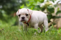 Clover, a male French Bulldog for sale in Millersburg, OH – Photo 4 of 6