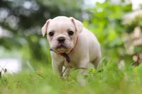 Clover, a male French Bulldog for sale in Millersburg, OH – Photo 6 of 6