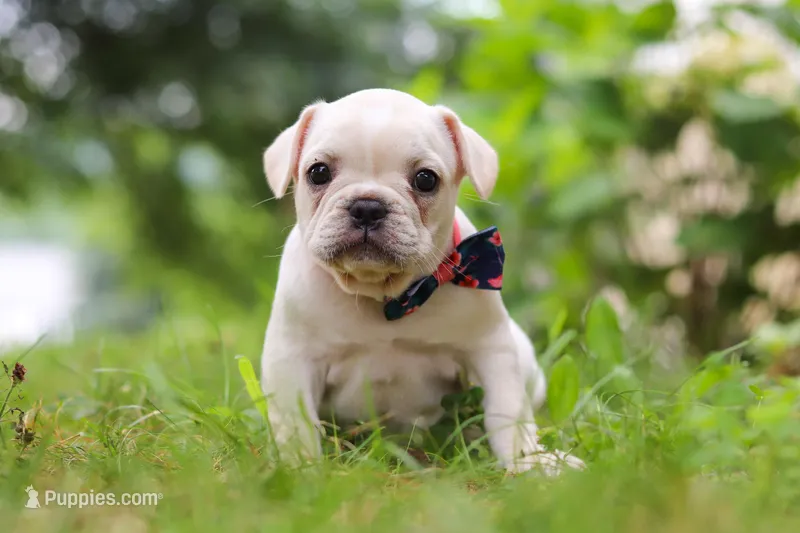 Clover, a male French Bulldog for sale in Millersburg, OH – Photo 1 of 6