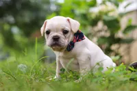 Clover, a male French Bulldog for sale in Millersburg, OH – Photo 2 of 6