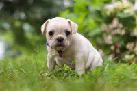 Clover, a male French Bulldog for sale in Millersburg, OH – Photo 3 of 6