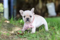 Delilah, a female French Bulldog for sale in Millersburg, OH – 2 of 7