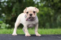 Ava, a female French Bulldog for sale in Millersburg, OH – Photo 6 of 8