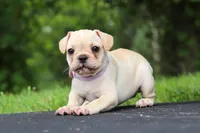 Ava, a female French Bulldog for sale in Millersburg, OH – Photo 2 of 8