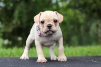 Ava, a female French Bulldog for sale in Millersburg, OH – Photo 3 of 8