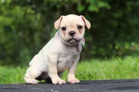 Ava, a female French Bulldog for sale in Millersburg, OH – Photo 8 of 8