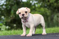 Ava, a female French Bulldog for sale in Millersburg, OH – Photo 7 of 8