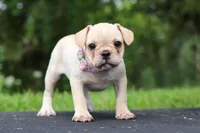 Ava, a female French Bulldog for sale in Millersburg, OH – Photo 4 of 8