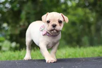 Ava, a female French Bulldog for sale in Millersburg, OH – Photo 5 of 8