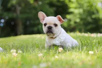 Allie, a female French Bulldog for sale in Millersburg, OH – 8 of 10
