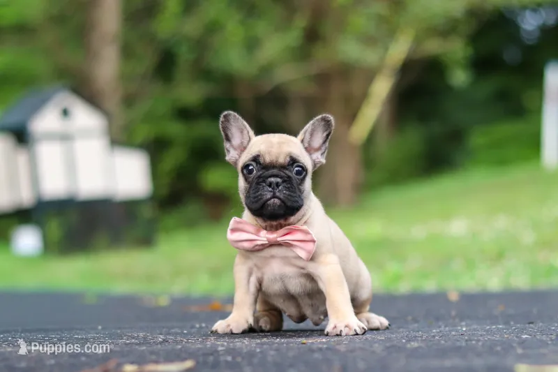 Callie – French Bulldog puppy for sale in Millersburg, OH