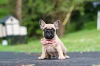 Callie, a female French Bulldog for sale in Millersburg, OH – 1 of 10