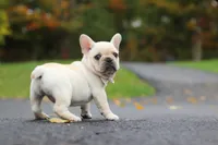 Aspen, a female French Bulldog for sale in Millersburg, OH – 5 of 8