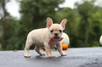 Shiloh, a female French Bulldog for sale in Millersburg, OH – 7 of 10