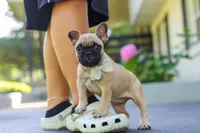 Callie, a female French Bulldog for sale in Millersburg, OH – 4 of 10