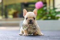 Kyra, a female French Bulldog for sale in Millersburg, OH – 4 of 10