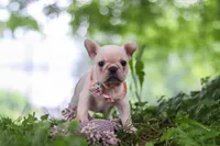 Sophie, a female French Bulldog for sale in Millersburg, OH – 2 of 10