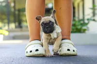 Callie, a female French Bulldog for sale in Millersburg, OH – 1 of 10