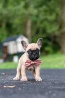 Callie, a female French Bulldog for sale in Millersburg, OH – 2 of 10