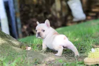 Delilah, a female French Bulldog for sale in Millersburg, OH – 5 of 7