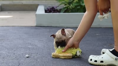 Callie, a female French Bulldog for sale in Millersburg, OH – 10 of 10